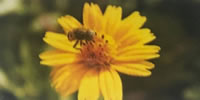 Application on Pollen Allergy Protection